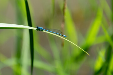 Coenagrion puella