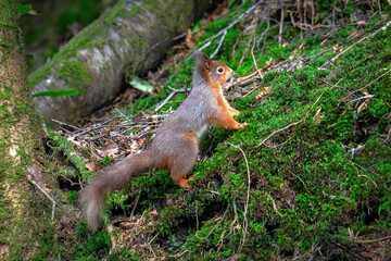 Young squirrel climbing an incline
