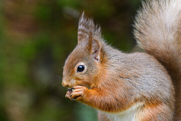 Red Squirrel eating a nut