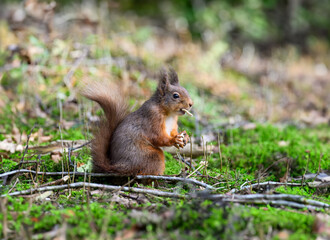Red Squirrel eating