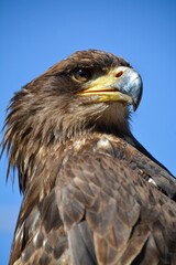 a young male American bald eagle
