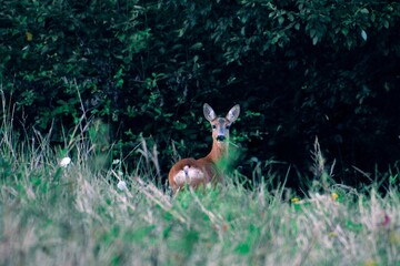 wildlife photo of Slovak wild nature with deer