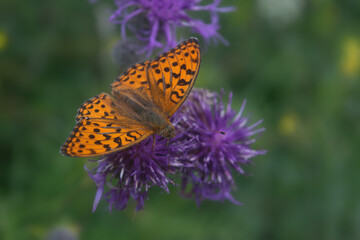 A Dark Green Fritillary Butterfly, Argynnis aglaja, nectaring on a flower growing in a meadow.