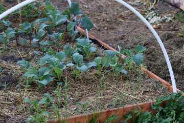 Raised wooden bed. Young Brussels sprouts seedlings grow on a bed in the garden.