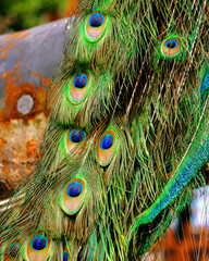 peacock feather close up