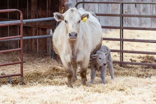 White cow and calf