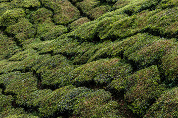 Tea plantation in Cameron Highlands, Malaysia