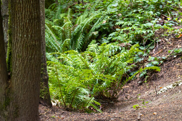 fern in the forest
