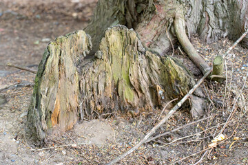 roots in the forest