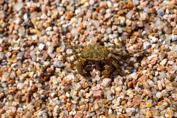 Getarnter Krebs im Kies eines Strandes