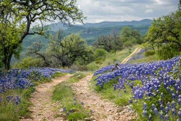 Dallas Nature: Texas Bluebonnets Trail in Texas Hill Country Spring Time Landscape
