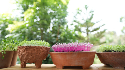 Red and green amaranth vegetables growing in a brown clay pot Microgreen gardening macro closeup