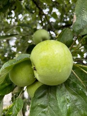 green apples on a tree