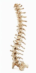 Obraz premium Side View Of Spine. Human Spine Anatomy in X-ray Style on White Background