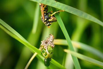 Haus-Feldwespe (Polistes dominula) greift hängende, sich gerade verpuppende Raupe an - Baden-Württemberg, Deutschland