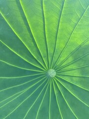 green leaf texture