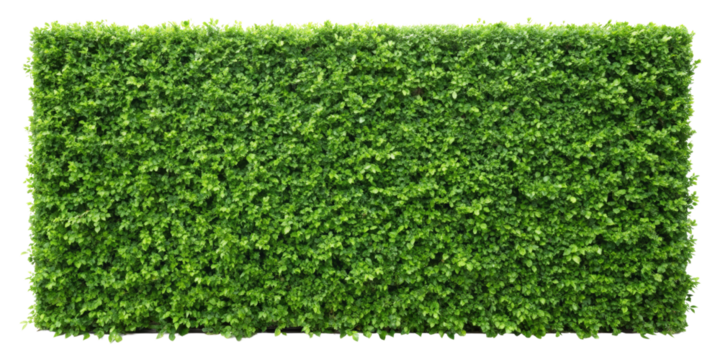 Green Hedge Wall Seamless Pattern Texture