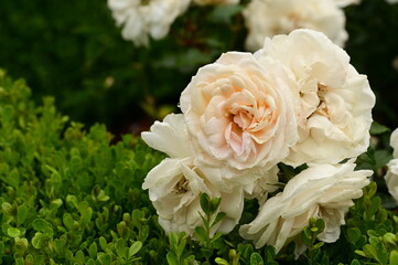 Gorgeous roses in the garden. Victoria, BC, Canada