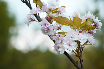 Obraz premium Sakura. Cherry Blossom in Springtime. Beautiful Pink Flowers. floral spring background. Japanese cherry. pink flowers on natural green background. delicate sakura flowers, close-up. soft focus