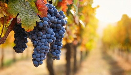 Naklejka premium bunch of blue grapes hanging on vineyard in autumn day