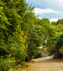 Obraz premium path in the forest in the summer