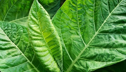 high quality tobacco big leaf close up tobacco leaves background closeup