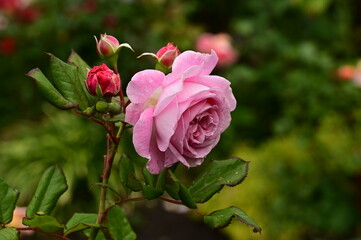 Gorgeous roses in the garden. Victoria, BC, Canada