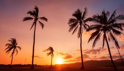 Obraz premium silhouette coconut palm tree on sunset sky background