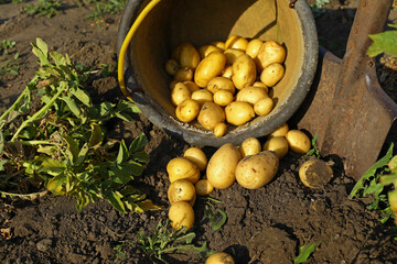 Growing potatoes on an organic farm. Harvesting potatoes grown in a home garden, close-up.