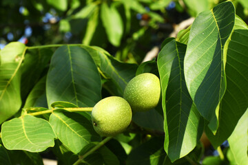 A green nut fruit ripens on a branch of a walnut tree. Fruit close-up in the sun