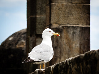 Winged Visitor: Gazing Over the Waves