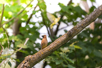 Bird in a tree