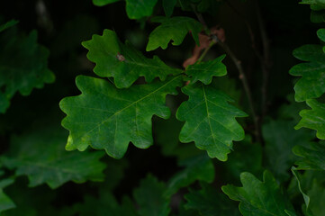 close-up of green oak leaves