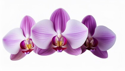 Fototapeta premium the sophisticated beauty of orchid blooms isolated on transparent background