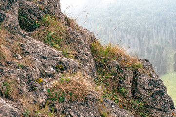 nature rock with grass on white backdrop