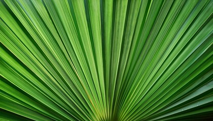Obraz premium close up green palm leaf texture leaf of fiji fan palm