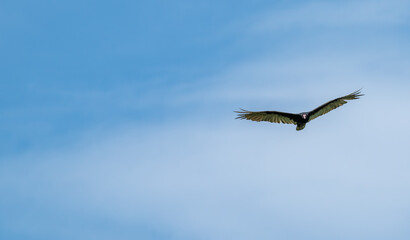 Turkey vulture flies against a blue sky.