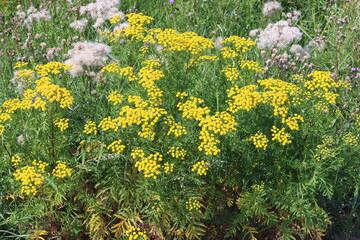 Sweden. Tansy (Tanacetum vulgare) is a perennial, herbaceous flowering plant in the genus Tanacetum in the aster family, native to temperate Europe and Asia. 