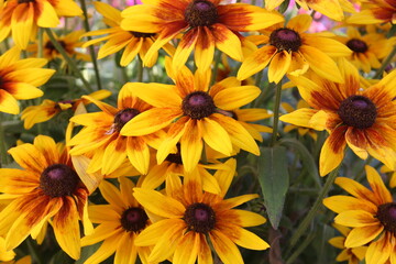 Fototapeta premium flores