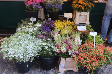 Naklejka premium flores