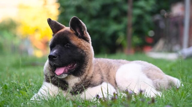 Cute american akita puppy. Dog Lying on Lawn with Green Grass. Pet Walking in City Park
