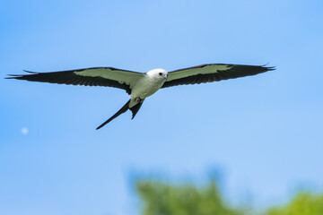 Swallow-tailed Kite flying over a field