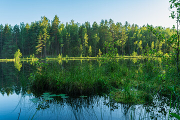 Island with grass in a calm blue forest river. On the opposite bank is a forest with coniferous and...