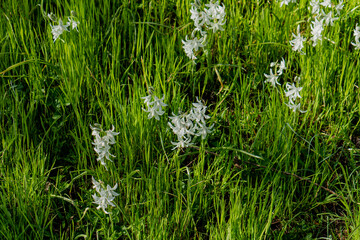 Nature. White flowers on green grass.