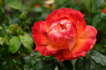 Gorgeous roses in the garden. Victoria, BC, Canada
