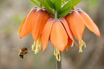 a bee and an orange flower