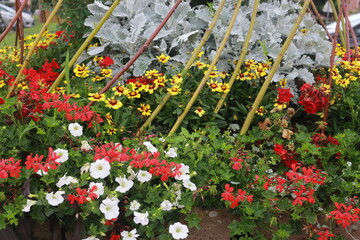 Fototapeta premium flores