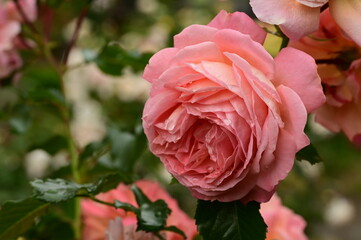 Gorgeous roses in the garden. Victoria, BC, Canada