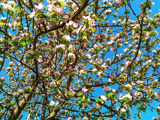 Spring Apple Blossoms