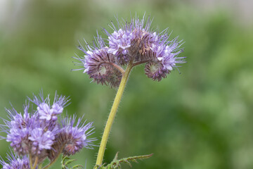 Lacy phacelia (phacelia tanacetifolia) flowers in bloom